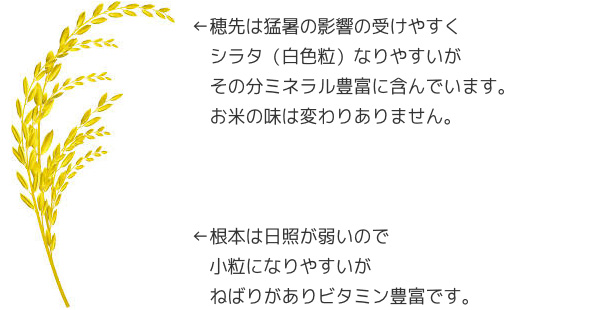 穂先は猛暑の影響の受けやすくシラタ(白色粒)なりやすいがその分ミネラル豊富に含んでいます。お米の味は変わりありません。根本は日照が弱いので小粒になりやすいがねばりがありビタミン豊富です。